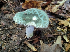 Virescentinae