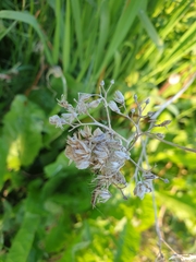 Cicerbita macrophylla