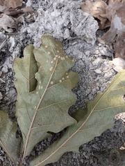 Janetia cerris