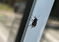 Eurymycter
