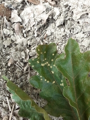 Janetia cerris