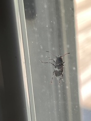 Eurymycter