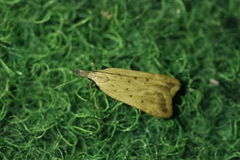 Dichomeris limosellus