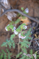 Phacelia lyonii