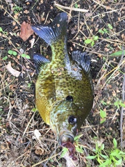 Lepomis gibbosus × macrochirus