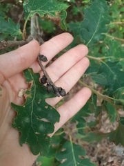 Andricus galeatus