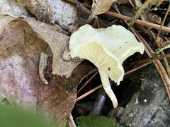 Clitocybe peralbida