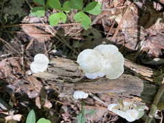 Clitocybe peralbida
