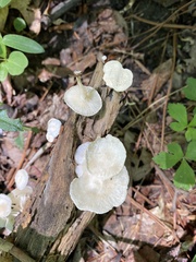 Clitocybe peralbida