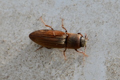 Agriotes lineatus