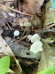 Clitocybe peralbida