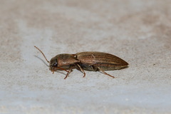 Agriotes lineatus