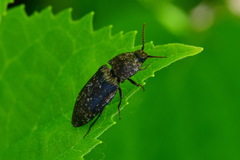 Agrypnus murinus