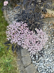 Sambucus nigra