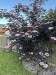 Sambucus nigra