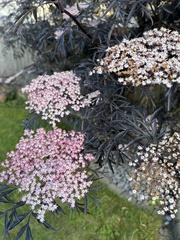 Sambucus nigra