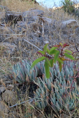 Dudleya virens hassei