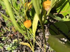 Physalis × elliottii