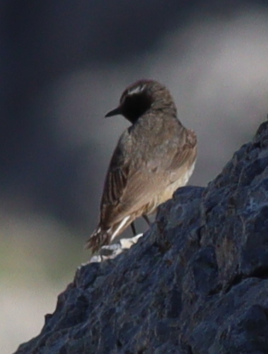 Kurdish Wheatear (Oenanthe xanthoprymna), photo 5