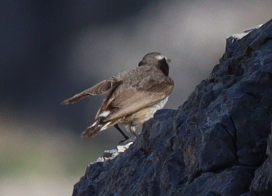 Kurdish Wheatear (Oenanthe xanthoprymna), photo 6