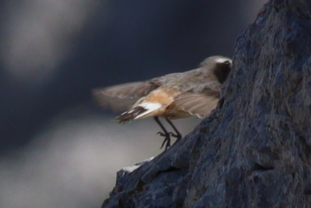 Kurdish Wheatear (Oenanthe xanthoprymna), photo 7