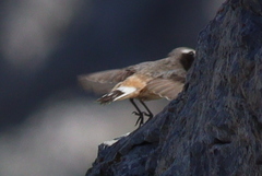 Oenanthe xanthoprymna