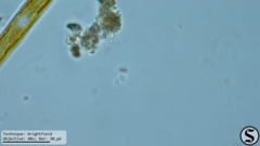 Codosiga