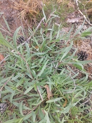 Gypsophila fastigiata
