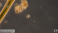 Codosiga