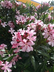 Nerium oleander