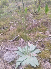 Hypochaeris maculata