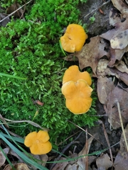 Cantharellus lateritius