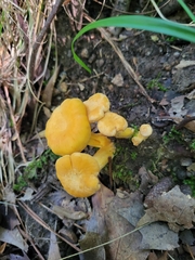 Cantharellus lateritius
