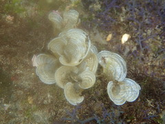 Padina australis