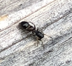 Leptorchestes berolinensis