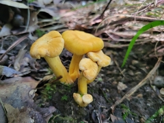 Cantharellus lateritius
