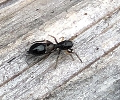 Leptorchestes berolinensis