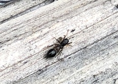 Leptorchestes berolinensis