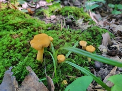 Cantharellus lateritius