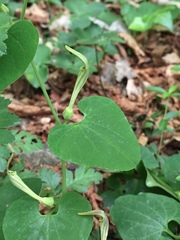 Aristolochia pallida