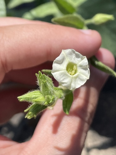 Nicotiana trigonophylla iNat (3)