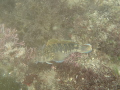 Istiblennius dussumieri