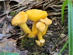 Cantharellus lateritius