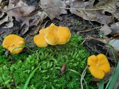 Cantharellus lateritius
