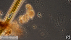 Codosiga