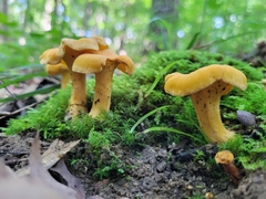 Cantharellus lateritius
