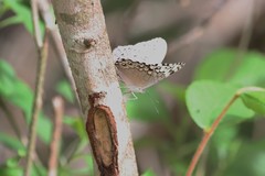 Hamadryas glauconome