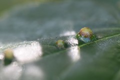 Didymomyia tiliacea