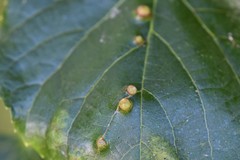 Didymomyia tiliacea