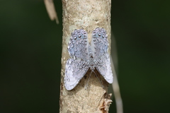 Hamadryas glauconome